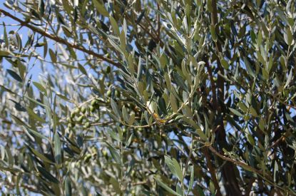 Oliventrernesesoveraltogsvedlejlighedernedererbyggetpengammelolivenlund